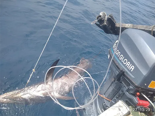 6 6